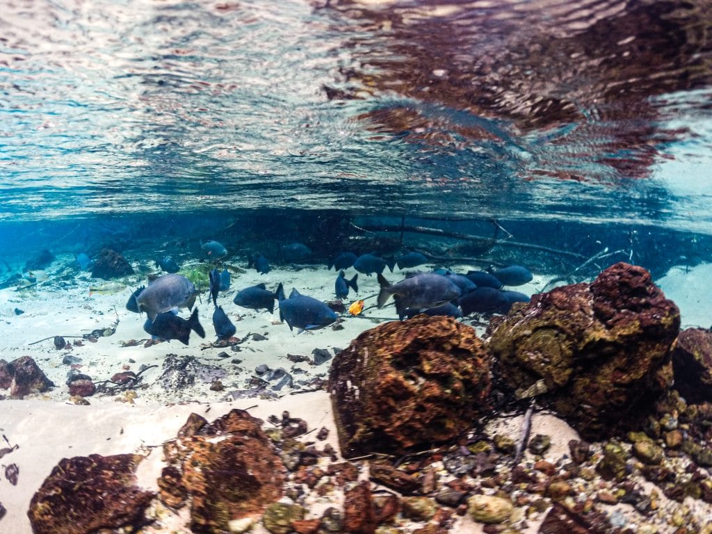 Flutuação no Rio da Prata na Serra da Bodoquena